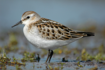 Recent Wildlife Sightings 20th - 27th September